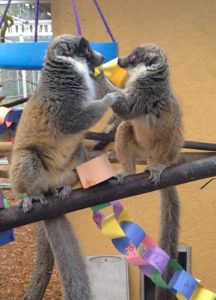 Eulemur mongoz playing with enrichment