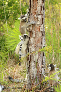 Ring tailed lemur Crispin plays with his infant cousin