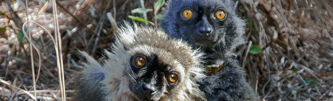 Sanford's lemurs Ikoto and Bao