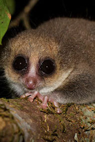 hairy-eared-mouse-lemur