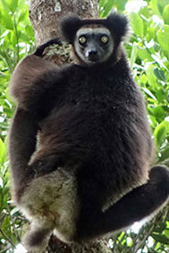 indri