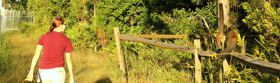 Female intern in a red shirt walking by a fence at the Lemur Reserve