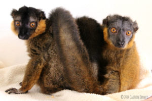 Collared brown lemurs Jacques and Lucy pose for the camera
