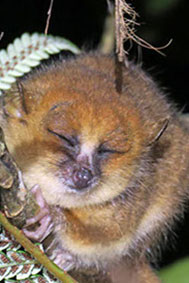 mittermeiers-mouse-lemur