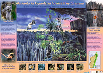 sifaka bounce AKO book series poster Malagasy conservation LCF lemur conservation foundation