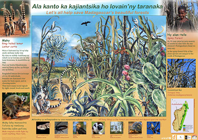 AKO book series poster Malagasy conservation LCF lemur conservation foundation ring-tailed lemur tik-tik