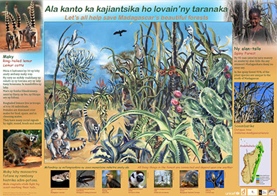 AKO book series poster Malagasy conservation LCF lemur conservation foundation ring-tailed lemur lemur catta