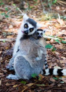 Ring-tailed lemur mama and baby