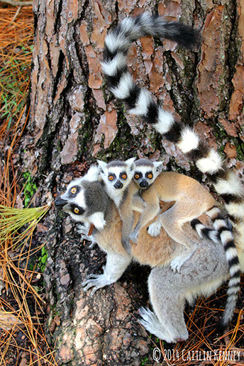 Stock photo of Female ring-tailed lemurs (Lemur catta) carrying infants  (3-4 weeks) on…. Available for sale on www.naturepl.com