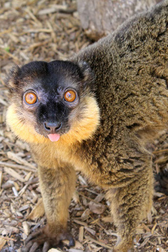 collared brown lemur Antoine sticks his tongue out at the camera