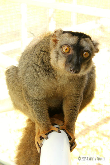 common brown lemur Muga looks at camera