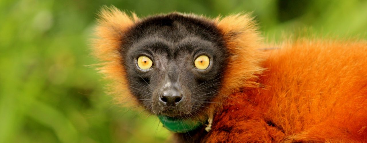 lemur conservation foundation home
