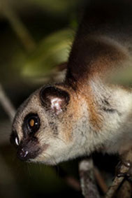 greater-dwarf-lemur with credit