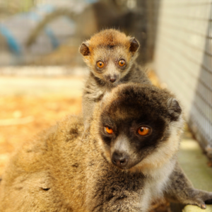 Our second mongoose lemur infant at one month old.