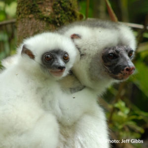 Silky sifakas photographed by Jeff Gibbs