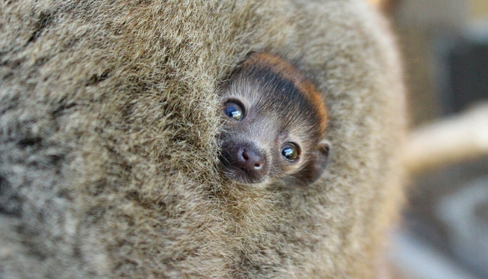 Emilia and Bimbini's infant soon after his or her arrival on May 13.