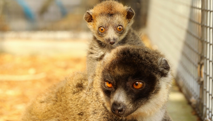 Our second mongoose lemur infant at one month old.