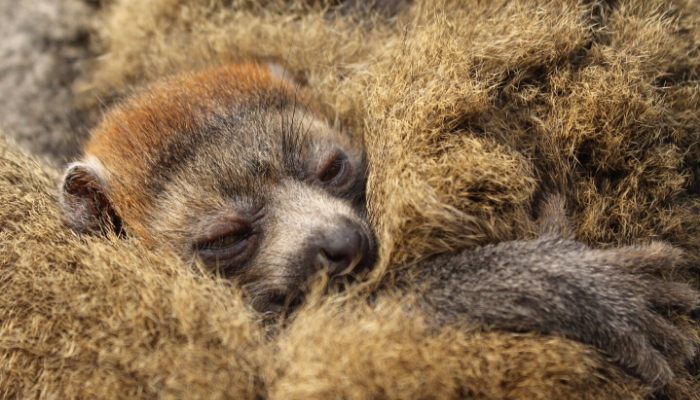 Mongoose lemur Lonzo pictured soon after his birth on April 1.