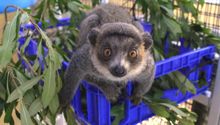 Lonzo at two months old, curiously exploring his surroundings.