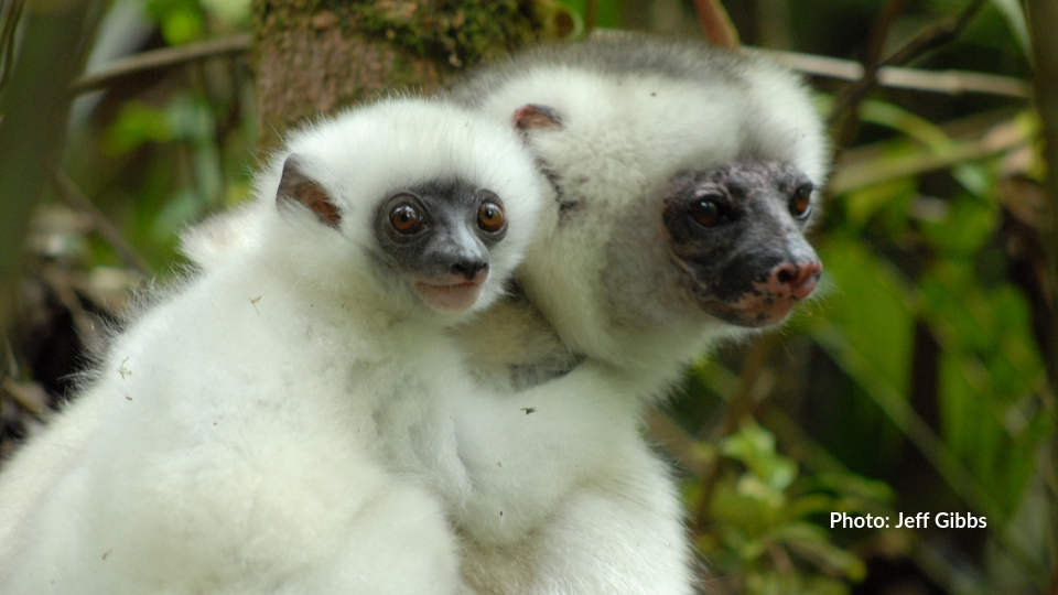 Dr. Erik Patel presents “Saving Madagascar’s Lemurs”