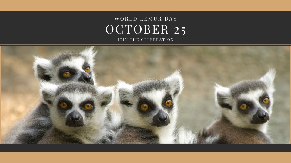 World Lemur Day – a photo essay by Bristol Zoological Society, Environment