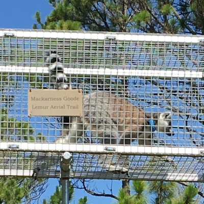 Mackarness Goode Lemur Aerial Trail