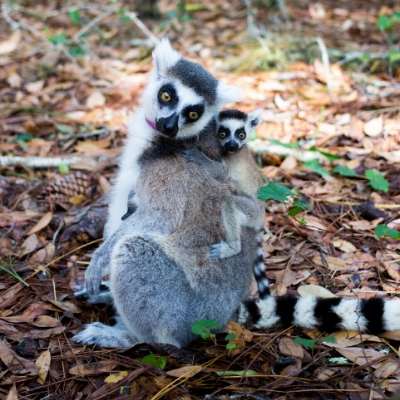 BP - Foster 1-3 (1) Ring-tailed lemur Foster