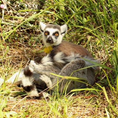 Ring-tailed lemur Yuengling