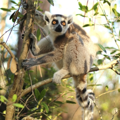 Ring-tailed lemur Foster