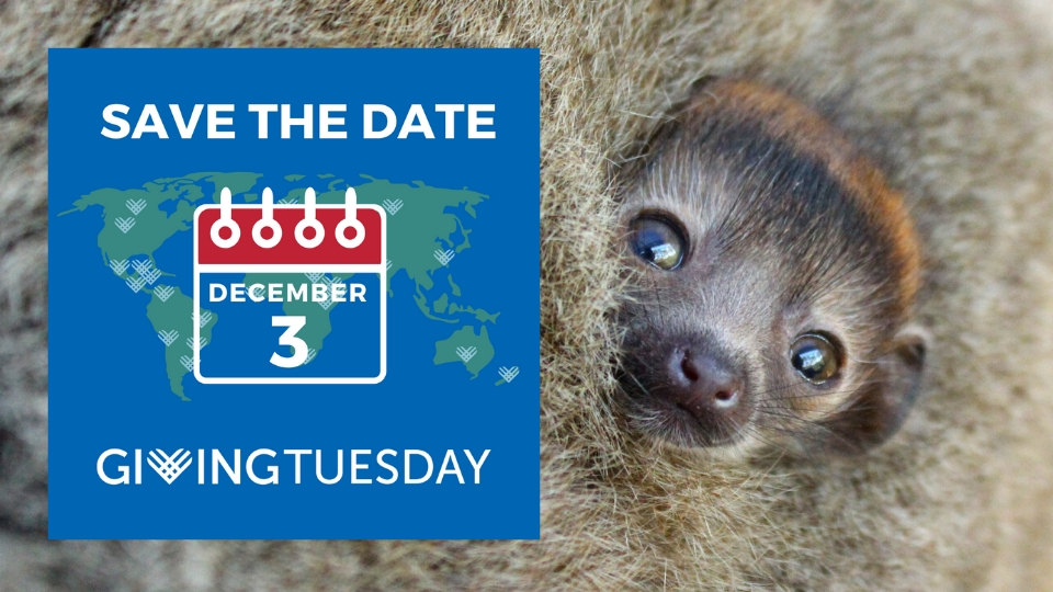 Give the gift of time for endangered lemurs on GivingTuesday