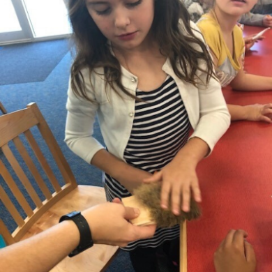 BP - 2019 12 Literacy 1-3 (2) Comparing lemur fur to hair