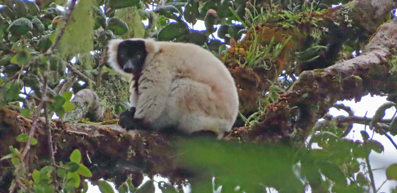 Unusual white ruffed lemur