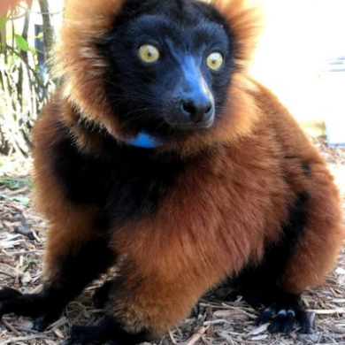 BP - River 1-3 LCF Red ruffed lemur River