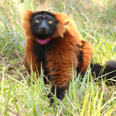 BP - Zazabe 1-3 LCF red ruffed lemur Zazabe
