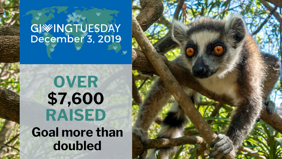 GivingTuesday was a great day for lemurs