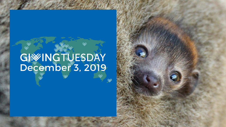 Be a part of GivingTuesday by protecting lemurs