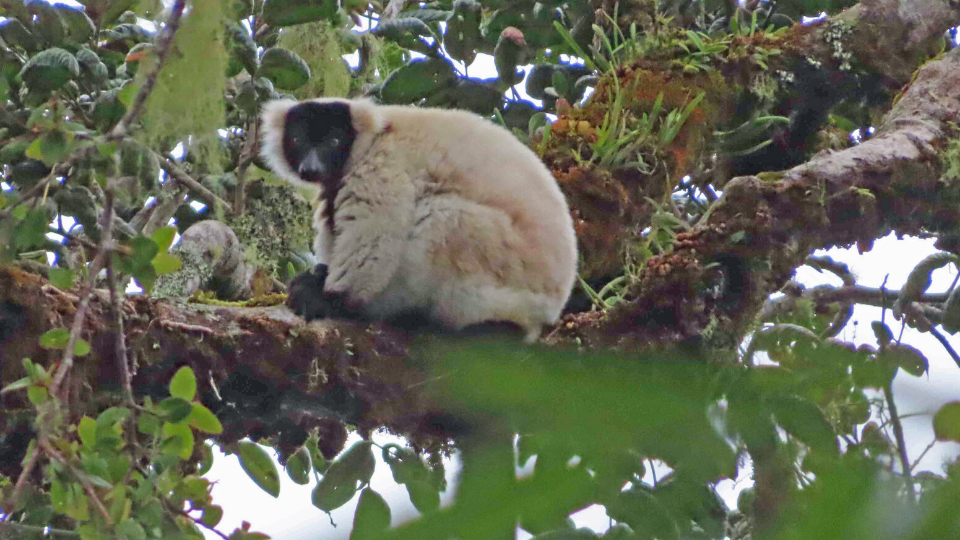 LCF field survey finds rare and unusual lemurs