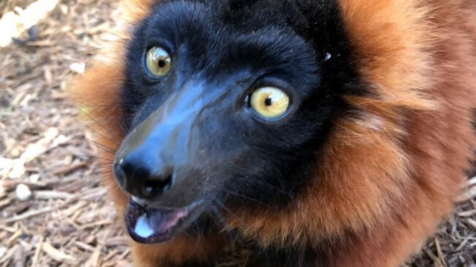 Welcome our new red ruffed lemur