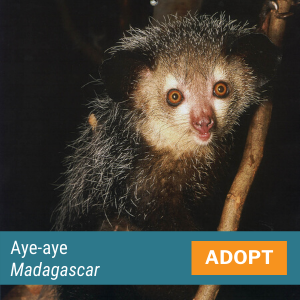 Aye-aye