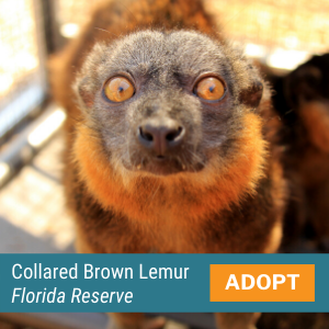 Collared Brown Lemur