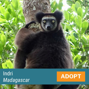 Indri