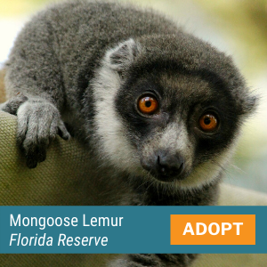 Mongoose Lemur