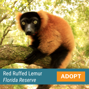 Red Ruffed Lemur