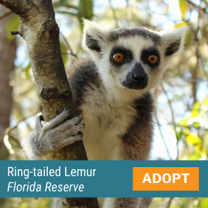 Ring-tailed Lemur