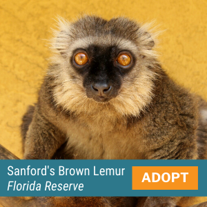 Sanford's Brown Lemur