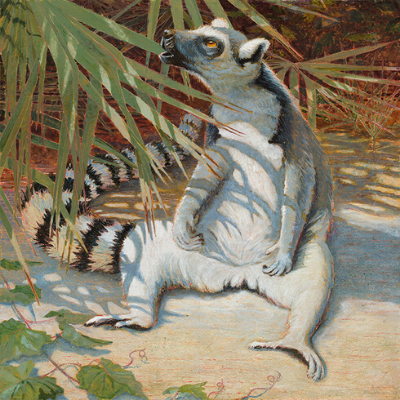 BP - Blackburn 1-3 (2) LCF ring-tailed lemur "Yuengling" by Jean Blackburn