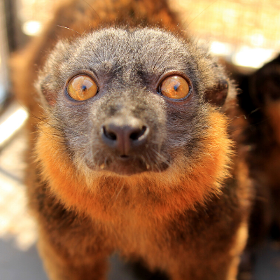Collared brown lemur Lucy