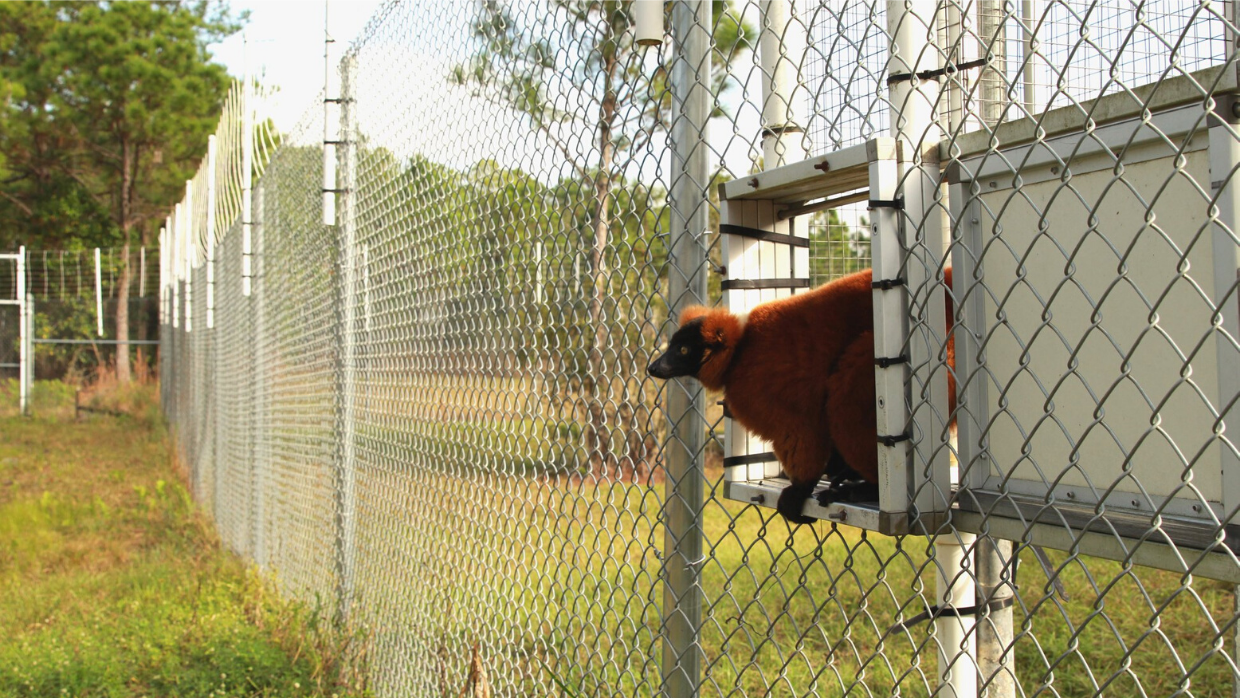 Red ruffed lemur Ranomamy