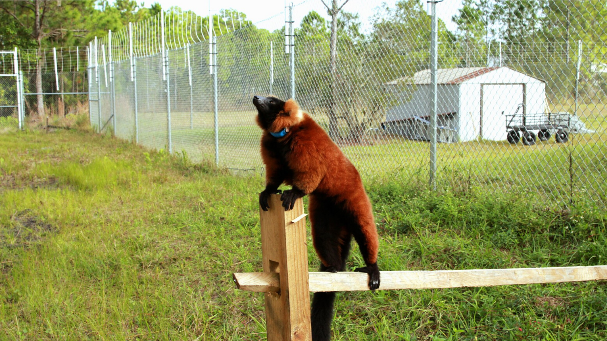 Red ruffed lemur Ranomamy