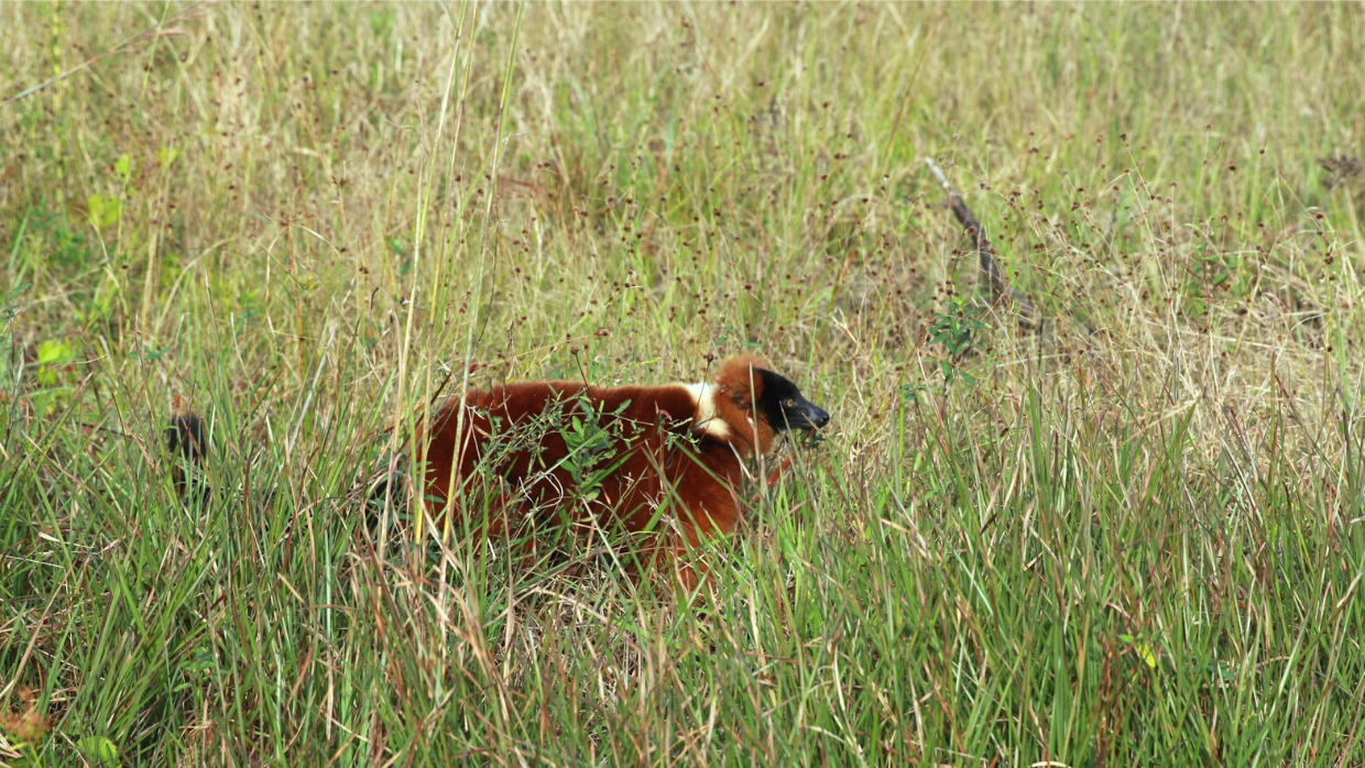 Red ruffed lemur Ranomamy